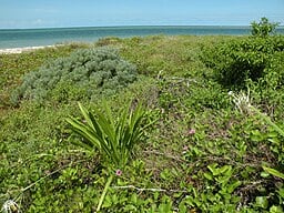 Key_West_NWR_and_native_plants_(5147960261)