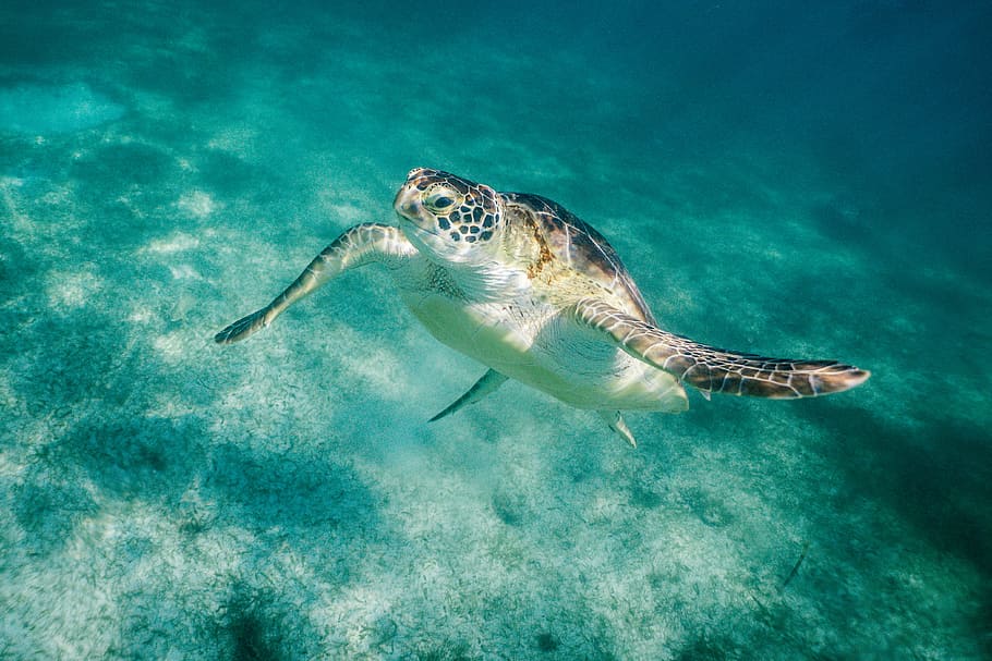 tortoise-sealife-sea-underwater Piqsels
